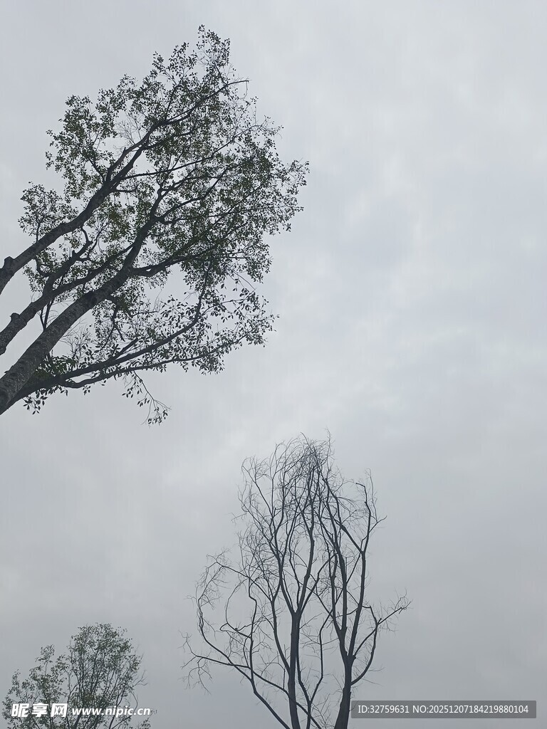 枯树挺立灰白天空下