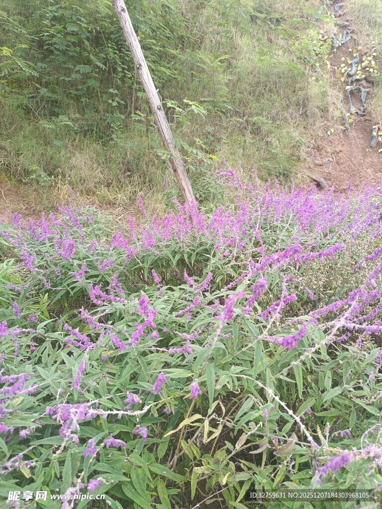 紫色野花绽放山间草地