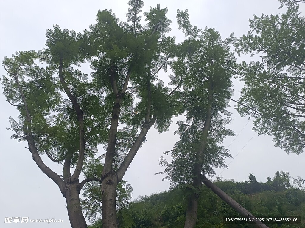 挺拔大树展现自然生机