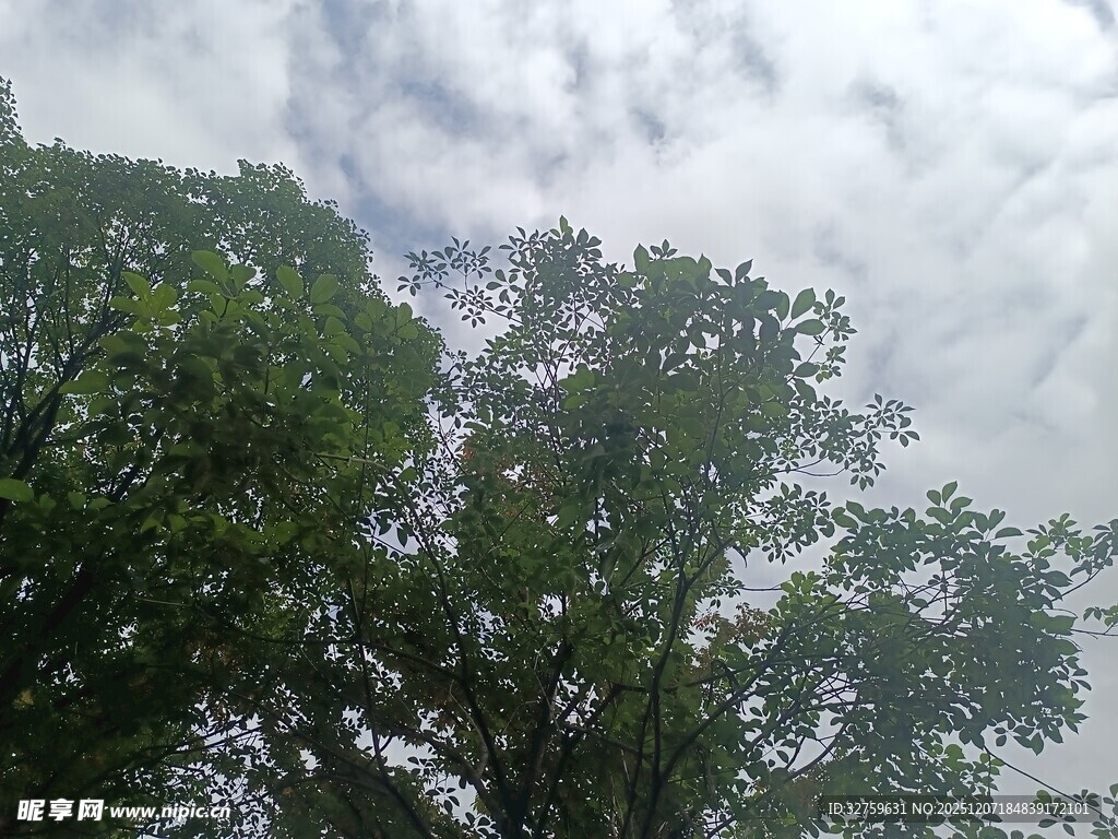绿树之上的多云天空