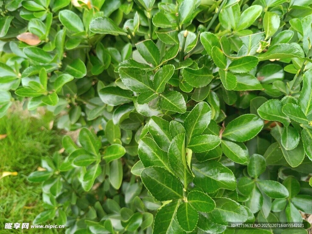 翠绿繁茂的叶片植物
