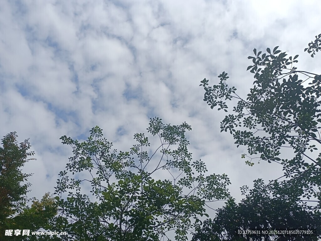 蓝天白云下的葱郁树梢