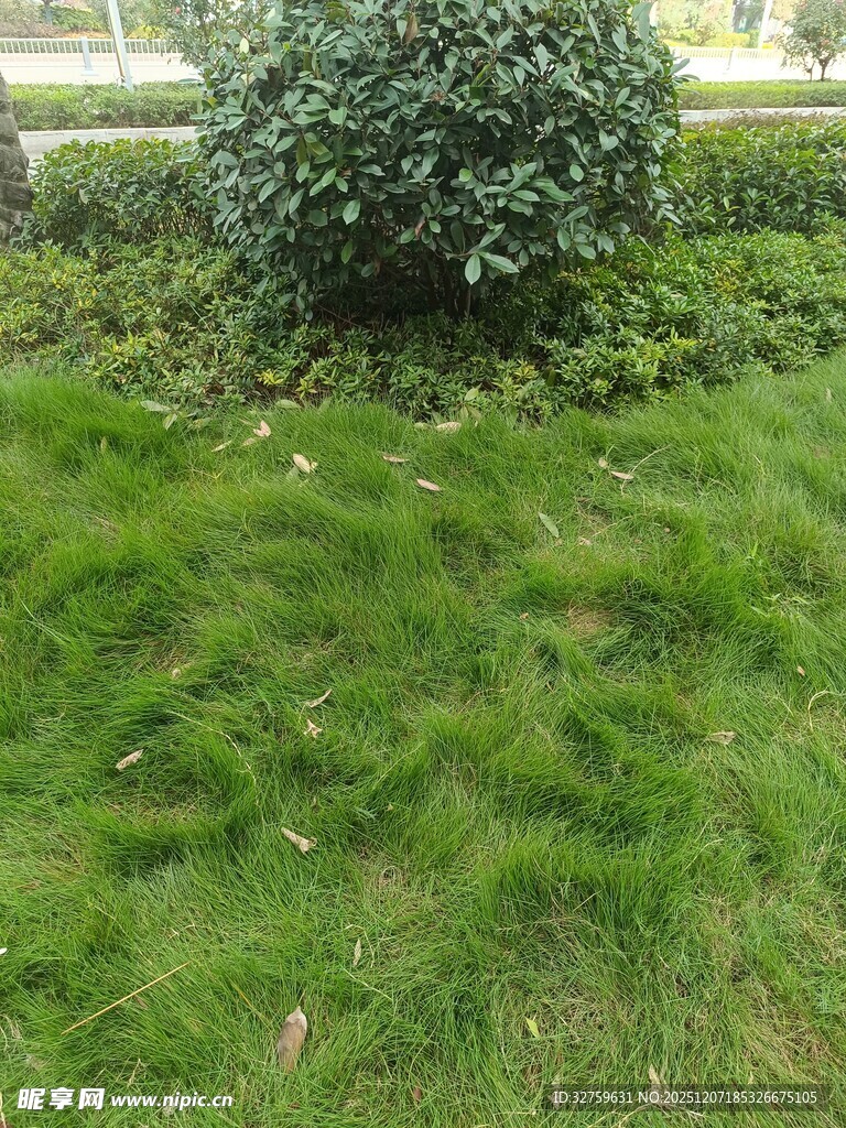 翠绿草坪与灌木景观