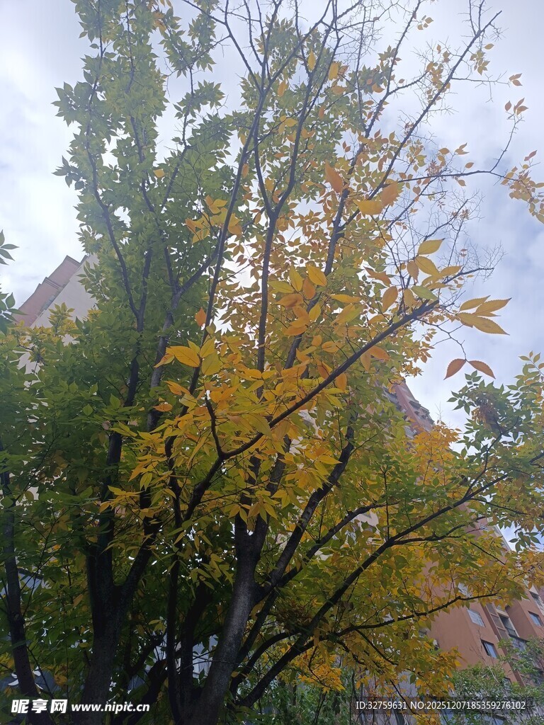 秋日黄叶满树的景致