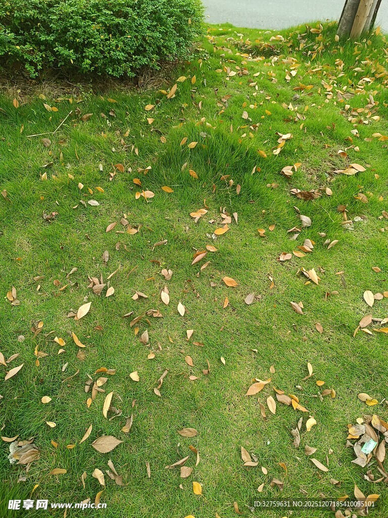 草坪上散落的枯黄树叶