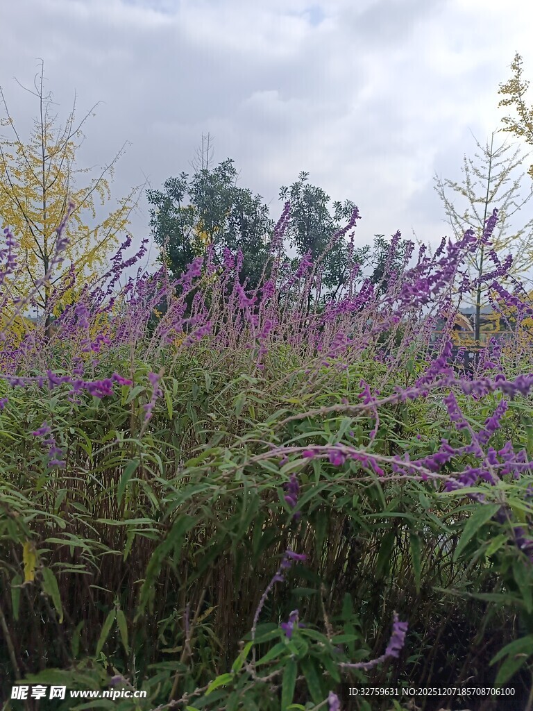 紫色花丛中的自然景致