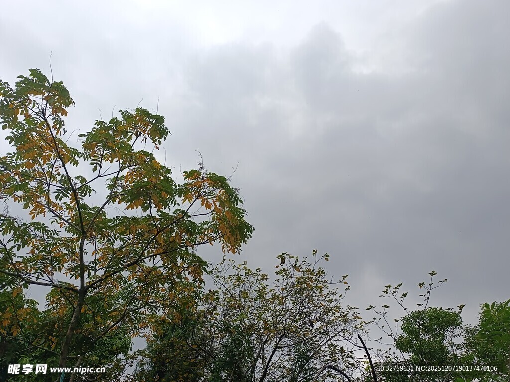 阴天中的繁茂树木