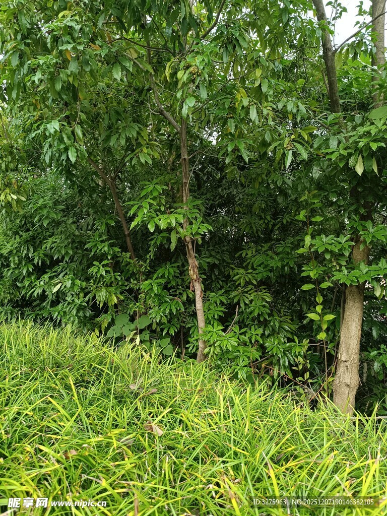 绿意盎然的树林景观