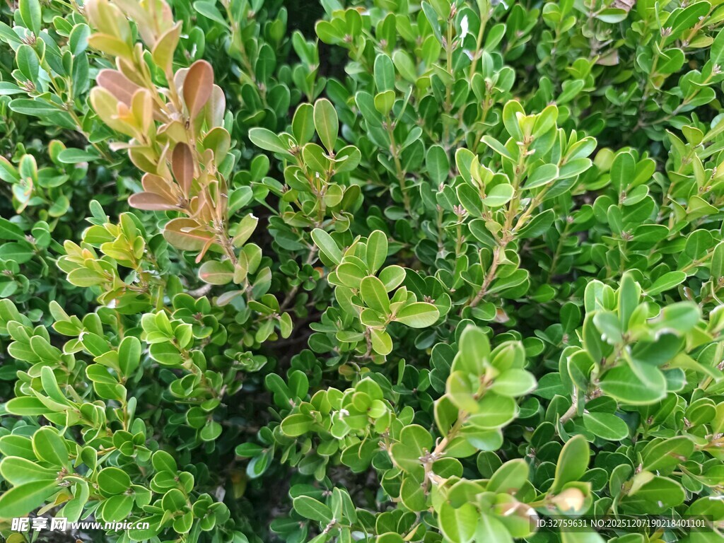 翠绿间带红的灌木丛