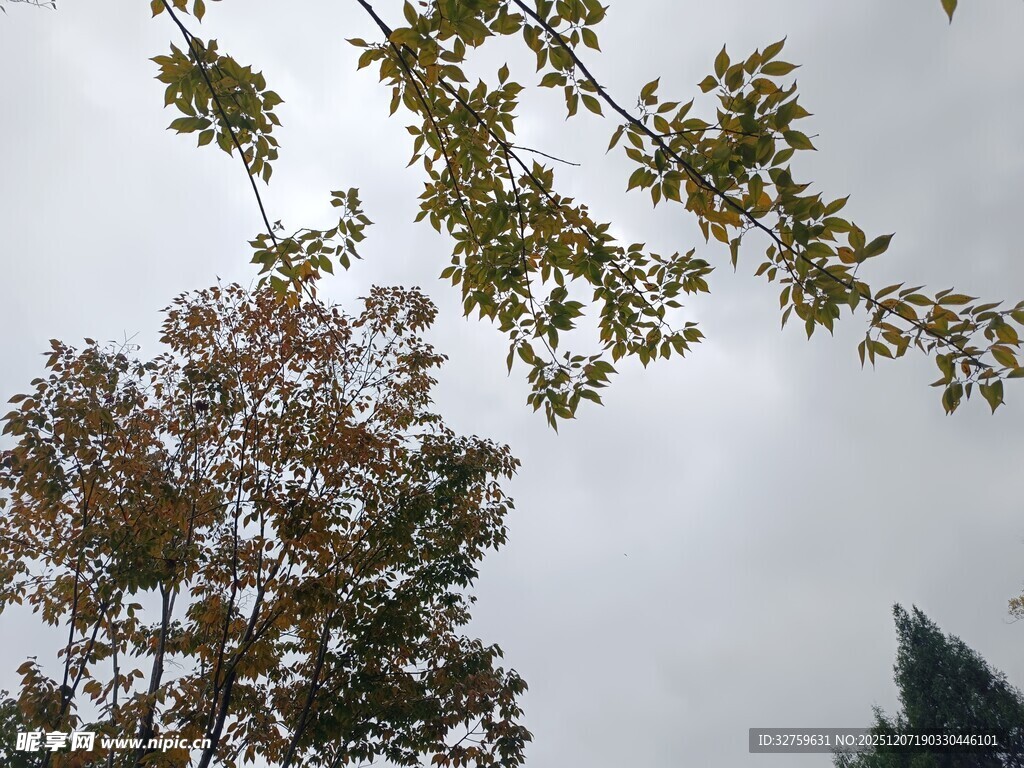 仰视秋日树梢景象