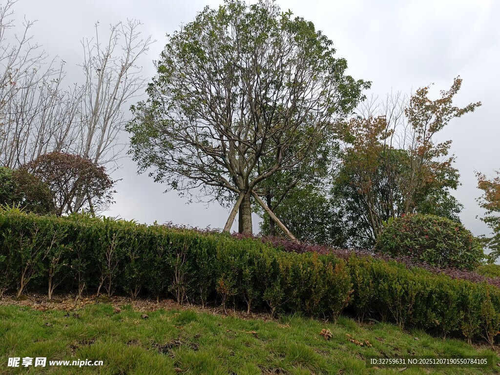 绿意盎然的户外树木景观