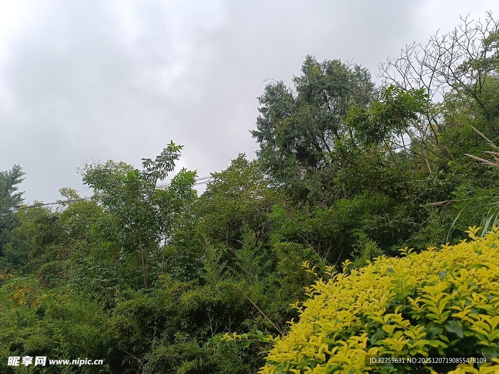 山林间繁茂绿植与黄花