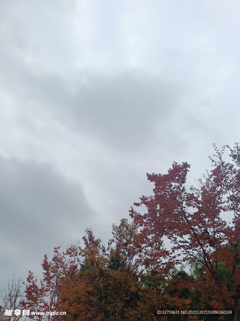 秋日树梢与阴沉天空