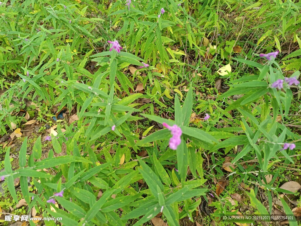 草丛中的娇艳小花