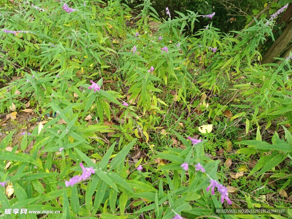 草丛中的紫色小花