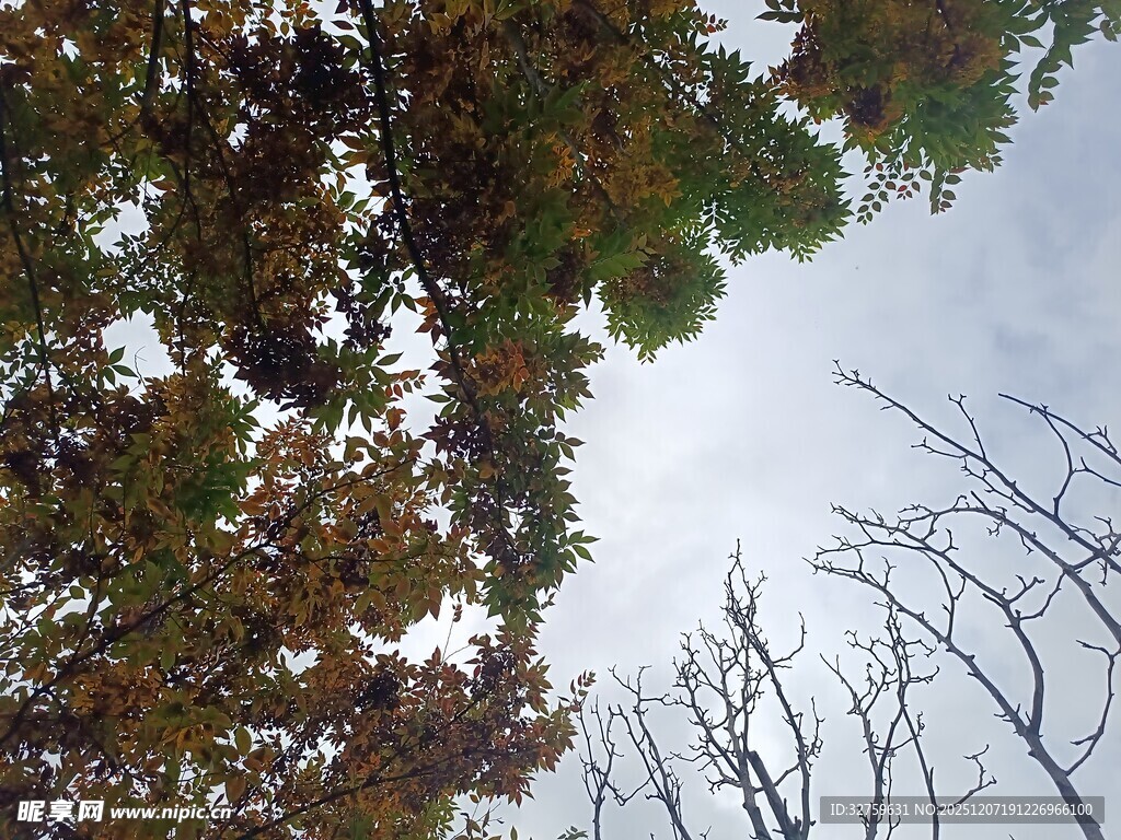 仰视多彩枝叶与天空