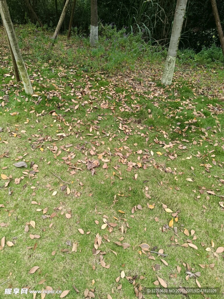 林间草地落叶景象