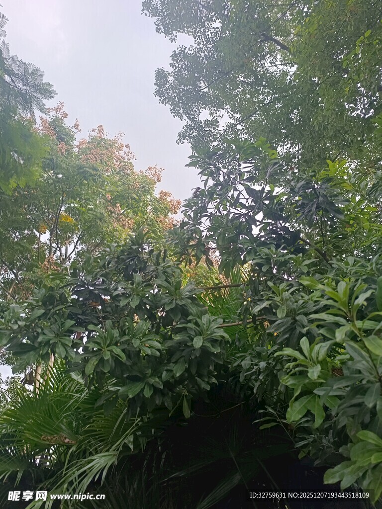 仰视茂密繁茂的绿树树冠