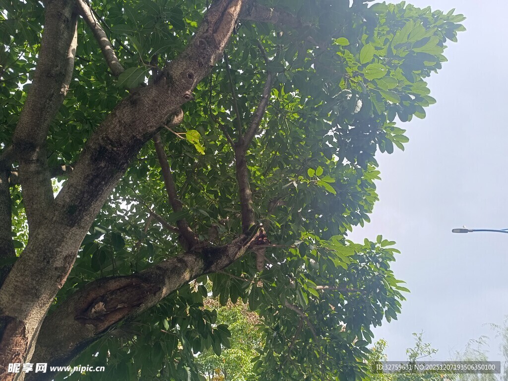 繁茂大树展现自然生机