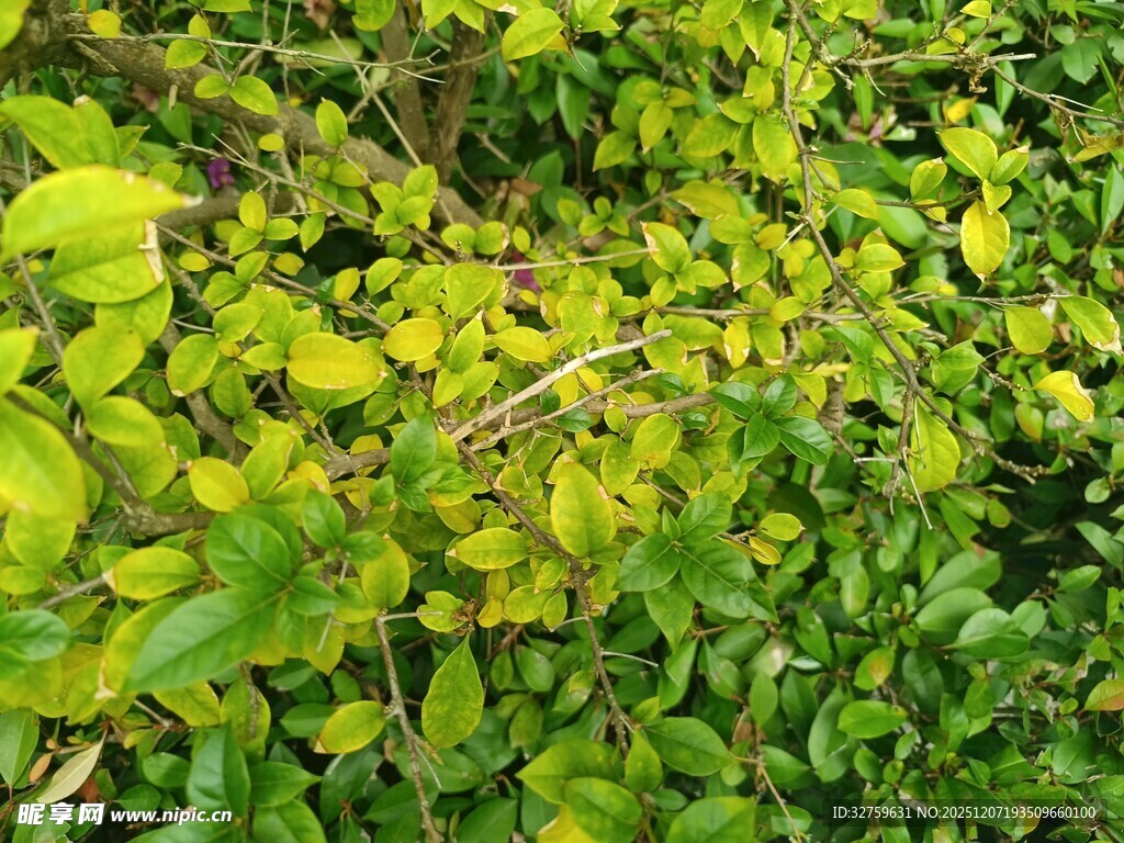 翠绿繁茂的丛生植物