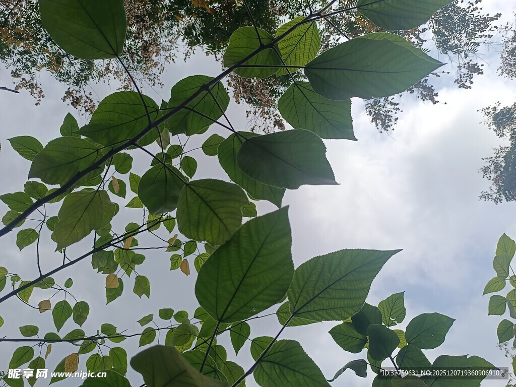 绿叶繁茂的树枝