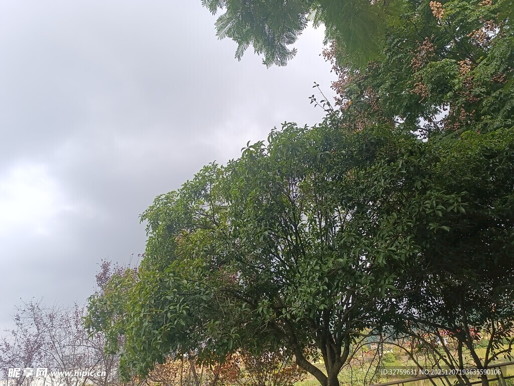 户外绿树与天空景致