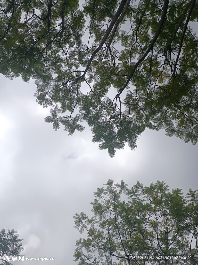 仰视树冠下的灰白天空