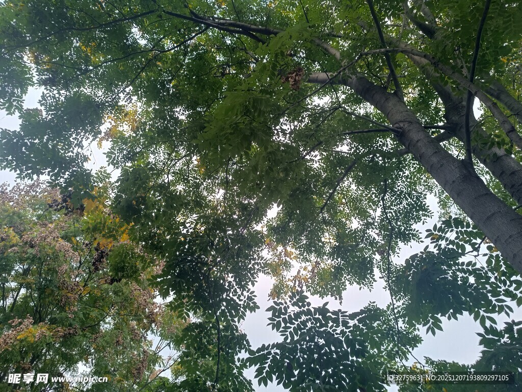 仰视繁茂枝叶间的天空