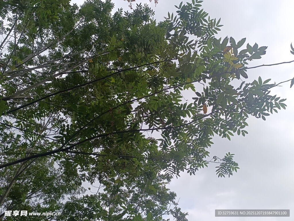 仰视繁茂绿树与天空