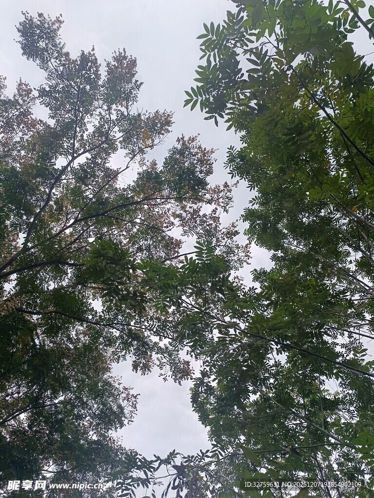 仰视茂密枝叶的树木