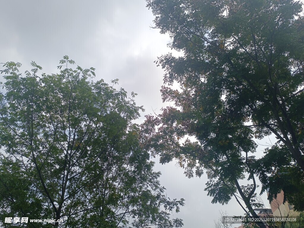 仰视绿树与天空景象