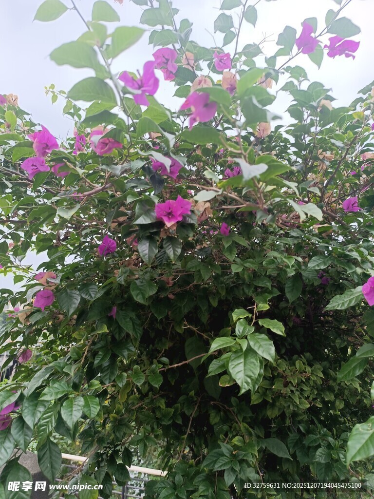 绽放的紫色三角梅