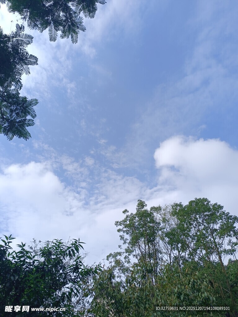 仰望蓝天绿树间的云朵