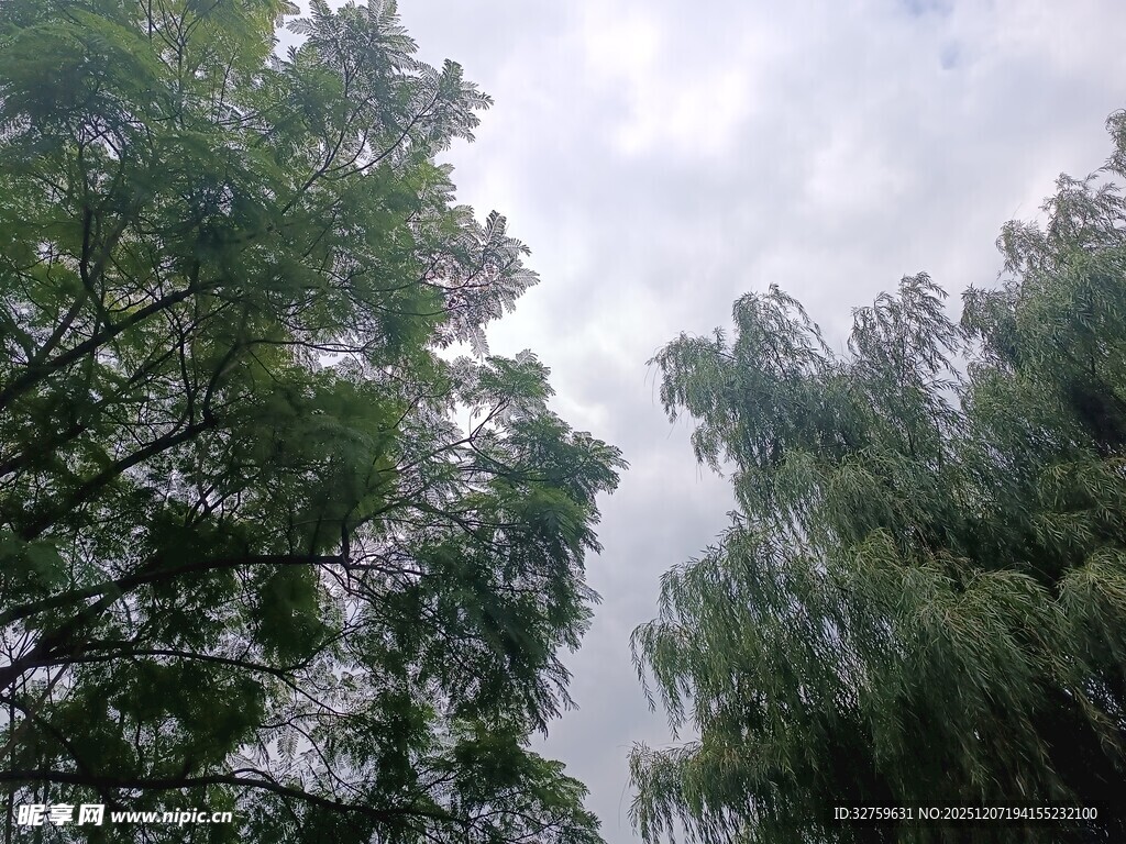 仰视葱郁树木与天空