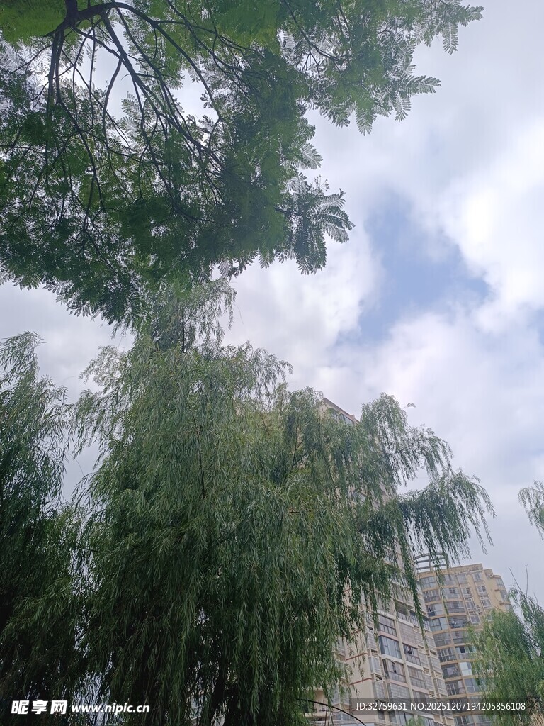 绿树蓝天间的清新景致