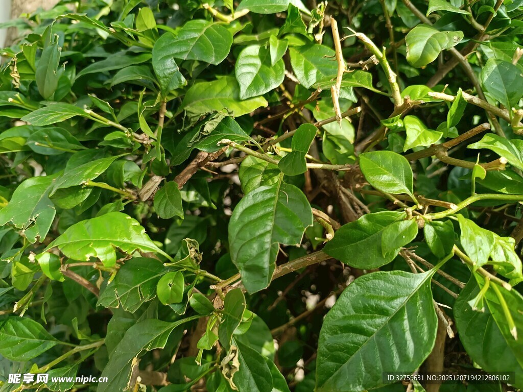 繁茂的绿色植物景观