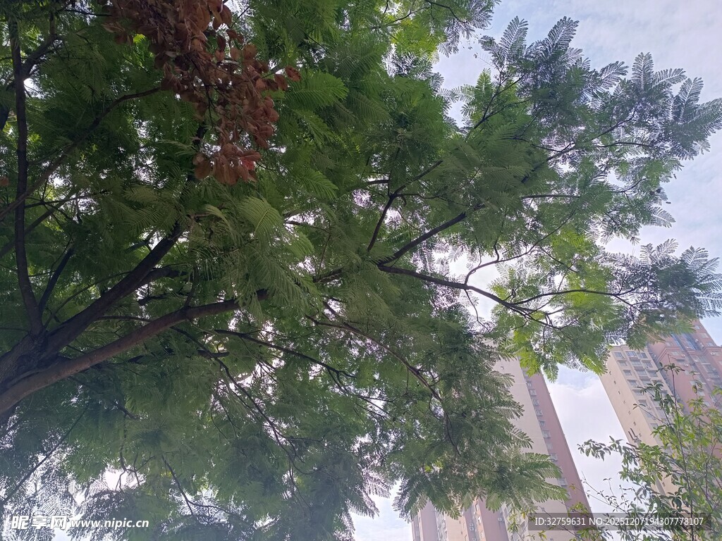 绿树掩映下的城市景象