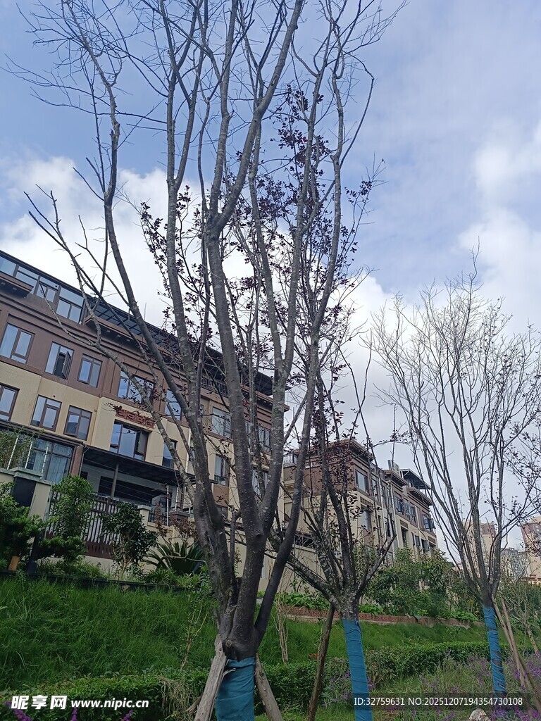 春日坡上房屋与光秃树木