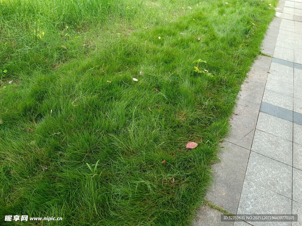 路边翠绿草坪