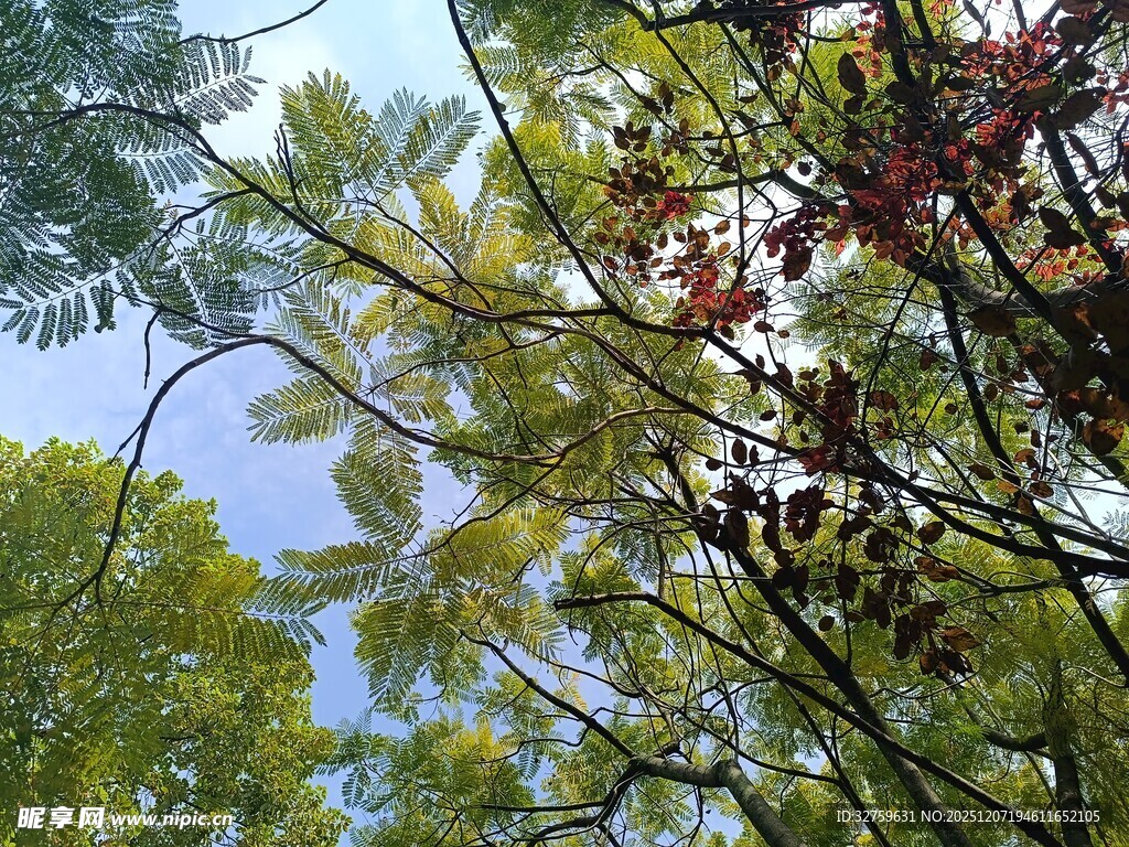 仰视繁茂多彩林间枝叶