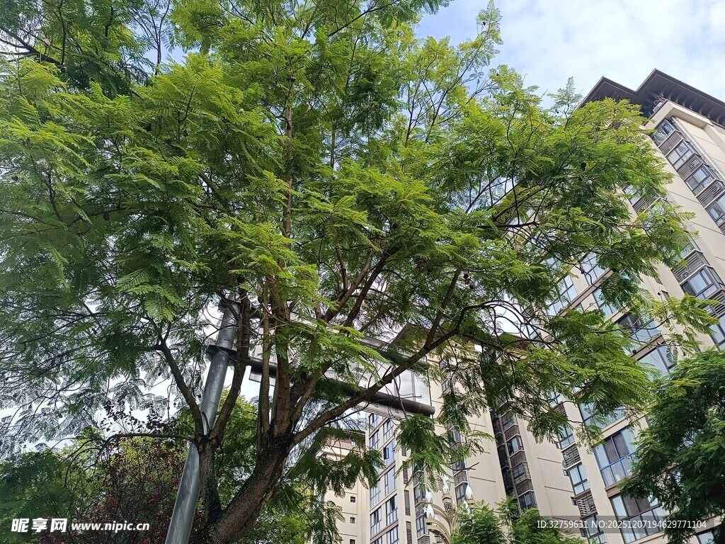 城市中繁茂绿树与高楼