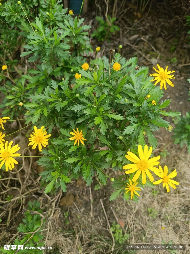 黄色小花绽放于绿叶间