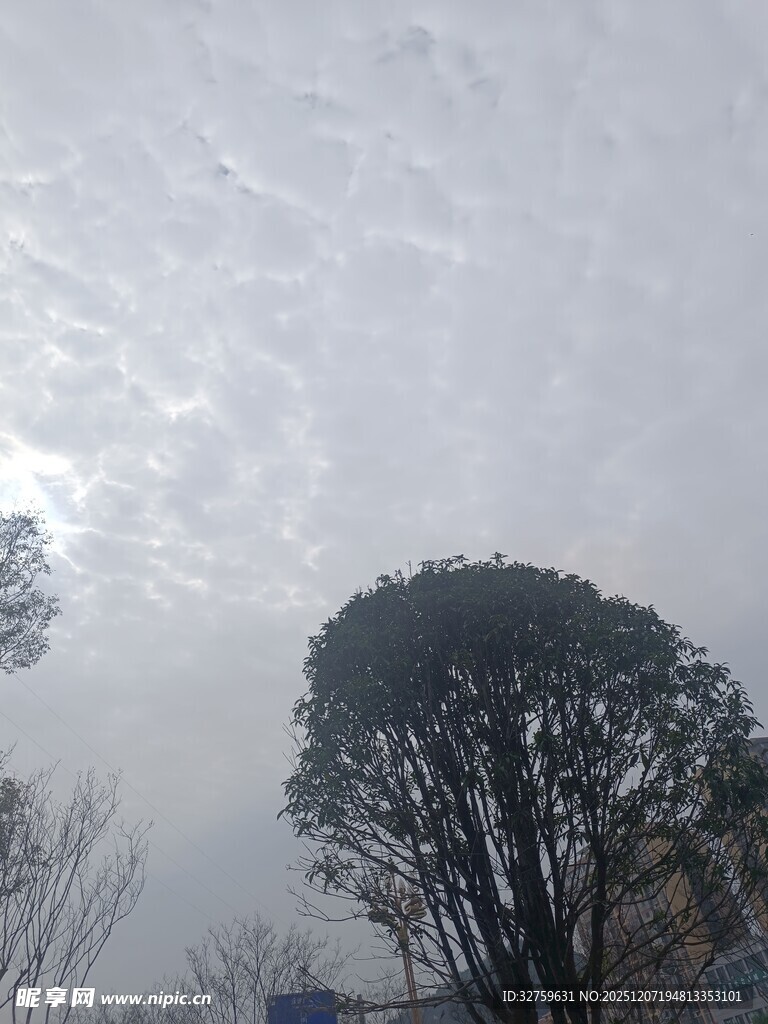 冬日树梢上的朦胧天空