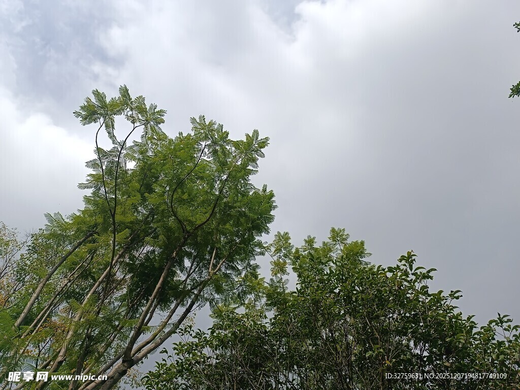 天空下的葱郁绿树