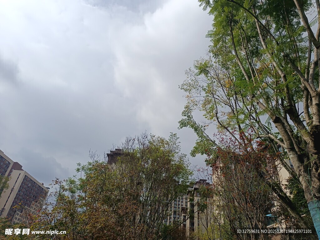 城市中树木与阴沉天空景象