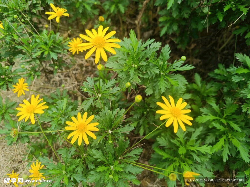 黄色小花绽放于绿叶间
