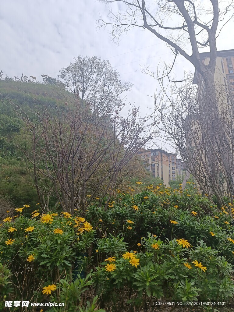 山间黄花与萧瑟树木