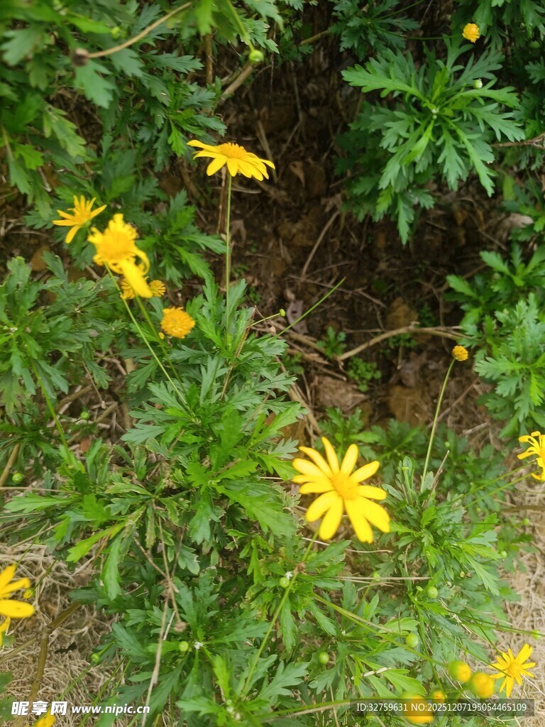 黄色小花绽放于绿叶间