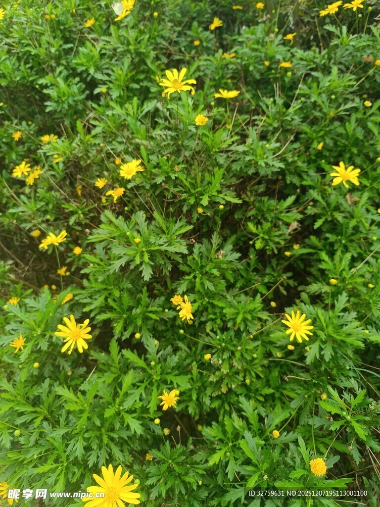 繁茂绿丛中的黄色小花