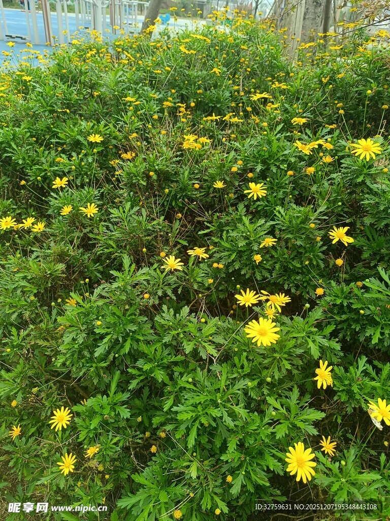 金黄小花绽放绿色草丛